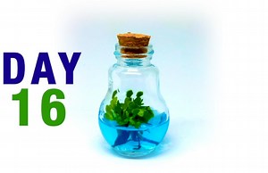 Watch 30 days grow record on Amazon Live