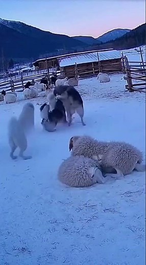 Gray Wolf Approaches a “Sheep” — Will Instinct Take Over?#WildHunt #WolfEncounter #naturemoment