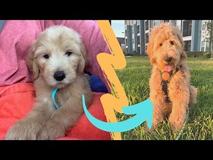 🐶 F1 GOLDENDOODLE growing UP | from 2 to 6 MONTHS