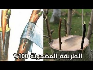 كيف يتم تطعيم أشجار اللوزيات اللوز المر