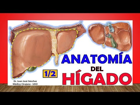 🥇 LIVER Anatomy. (1/2). Easy and simple