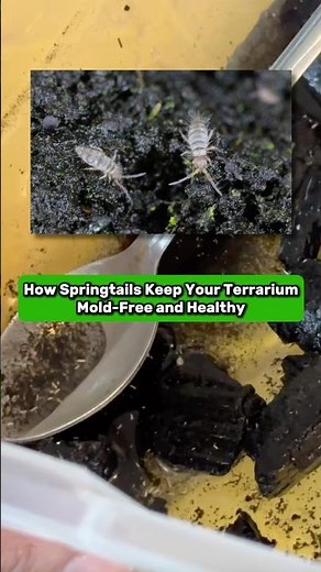 Why Springtails Are the Secret to a Healthy Terrarium