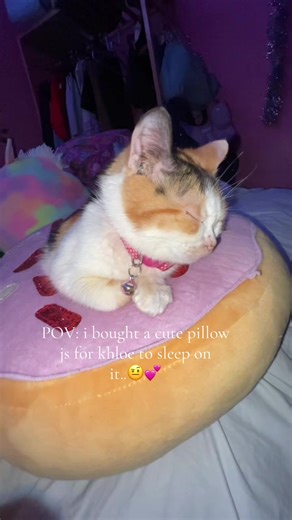 Buying the Perfect Pillow for Khloe the Dwarf Cat