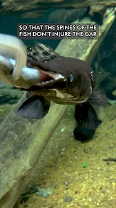 6K views · 76 reactions | As Gar Week comes to a close, we'd like to direct your attention to the mighty Alligator Gar, the largest of all gar species and one of the most fascinating (not to mention biggest) fish in the Southeast! This one's a true North American river giant! #gar #alligatorgar #freshwaterfish #rivermonsters #bigfish #tennesseeaquarium | Tennessee Aquarium | Facebook