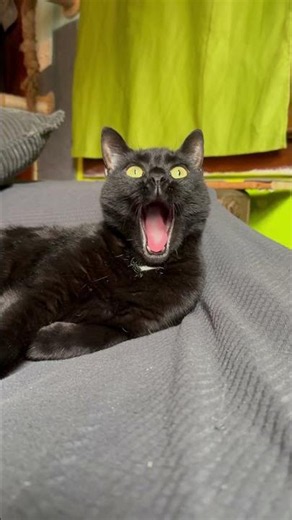 🐾Funny and Cute Cats That Brighten Your Day🐾Adorable Cat Moments🐾Cat Video Compilation #catvideos