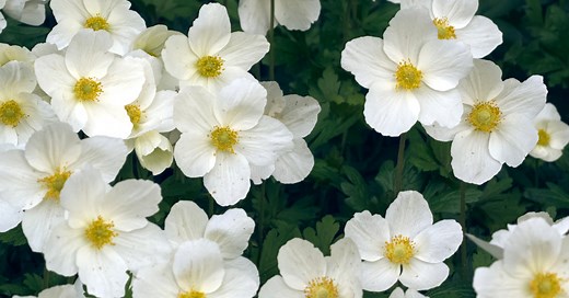 How To Get Rid Of Japanese Anemone? - Garden Doctor