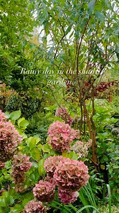 Our very wild looking shady garden is enjoying the rain ☔️ the saxifraga ‘dancing pixies’ I planted a couple of weeks ago is blooming, the pink flowers are a very welcome sight, fingers crossed she continues to be happy with her new home, never had one before, she’s a little beauty. Happy Wednesday from all @brook_cottage_ #garden #wildgarden #garten #shadygarden #wildlifegarden #gardenlove #gardeninspiration #rainyday #naturalgarden #cottagegarden #gardenersworld #gardening #cottagecore #greenh