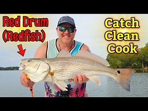 Red Drum (Redfish) Catch Clean Cook! Grill, Bake, Fry -These fish are Delicious!