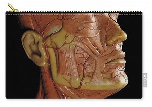 Detail of an anatomical ecorche model, displaying muscles, arteries and veins Zip Pouch by Gustav Zeiller