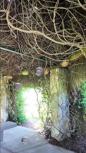 The Enchanted Forest at Sholom Park! 🌿✨ #Shorts