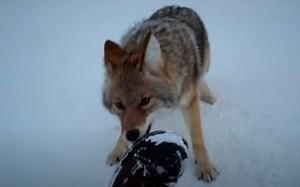 Man Captures Wild Video Of Coyote Trying To Attack Him In Canada | Whiskey Riff