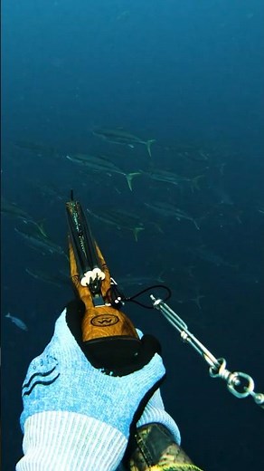 Spearfishing Massive Yellowtail School