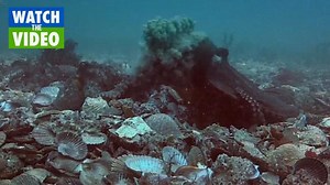 Australian gloomy octopus research