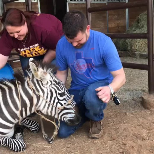 Understanding Animal Chiropractic Practices