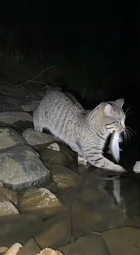 Hunters in the Night: Wildcats use their blue eyes to catch fish!黑夜裡的獵手：野貓反射藍眼光抓魚！#cat #分享