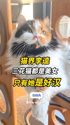 30 reactions | A calico cat that looks just like "Black Whirlwind" Li Kui! Netizens comment: "Calicos are the beauties of the cat world—only this one is a true heroine." #CalicoCat | GBA Life Style | Facebook