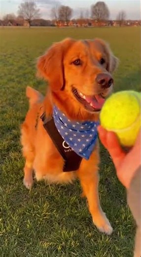 He lost his leg but not his love for fetch 🥺❤️