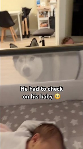 Husky Checks on His Newborn Baby Sister 🥹