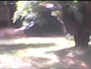 Tiger Eats Man in Delhi Zoo – Shocking Video