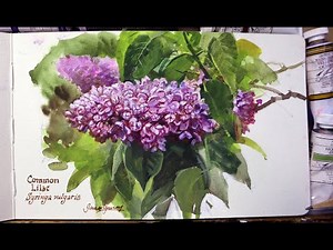 Sketching Lilacs at the New York Botanical Garden