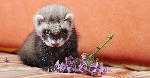 How to help a ferret deal with the loss of a bonded cagemate - Ferret World