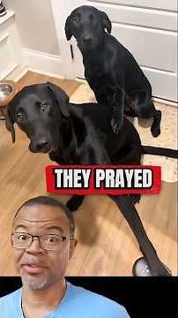 Dogs PRAY Before Eating? 😳🙏 You Gotta See This! #shorts #dog #pray #prayer #dogs
