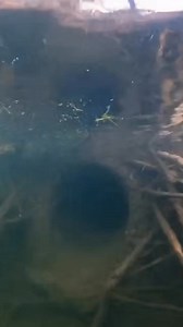 Beaver lodge underwater entry | Hidden Wildlife