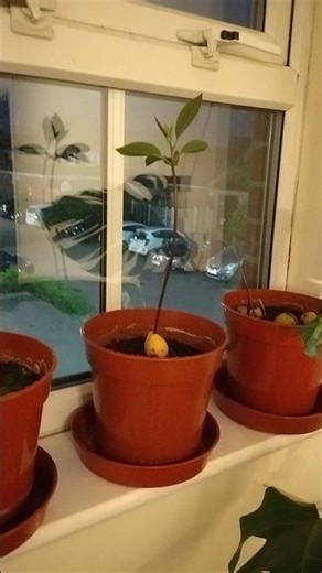 Cutting My Avocado Tree 😢 Will It Grow Back?