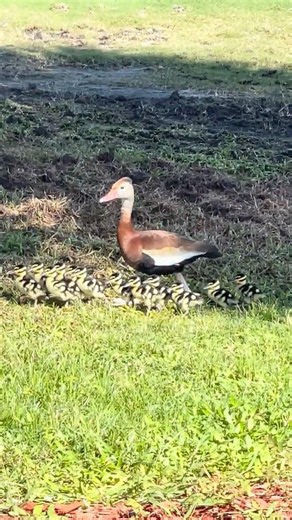Black Bellied Whistling Ducks with ducklings