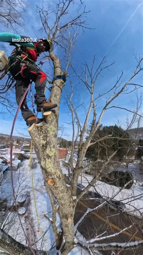 In The Canopy With Great Mountain Tree Service!! Up here to reduce a Ton of this over hanging Deadwood above pedestrians, power, and traffic!! #trees #local #franklinpa #VenangoCounty #reecoil #pfanneraustria #reecoildeploytraumakit #pfannermerinowhool #cloggerprotection #reecoilaudax #dmmkinsi #arborists #arboristcouple #treepeople #greatmountaintreeservice | Great Mountain Tree Services