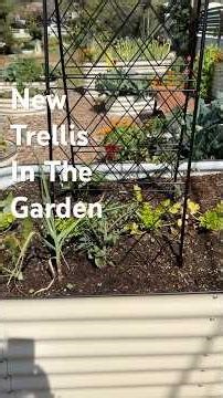 Exploring and having fun growing tomatoes and cucumbers 🥒