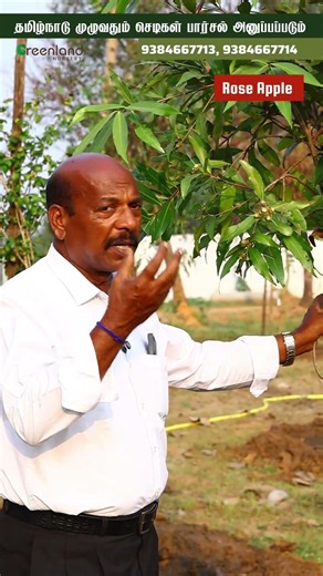 Rose Milk Taste வரும் பழம்? 😱 Rose Apple மரம் வீட்டில் வளருமா? 🏡🌿
