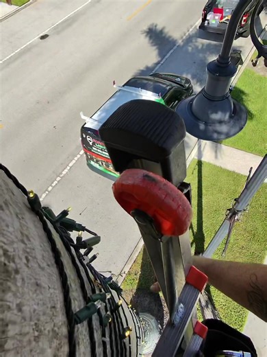 Putting Christmas Lights on high palm tree! #christmasdecorations🎄 #christmasideas #palmtreelights #christmaslights #sephoraalışverişim