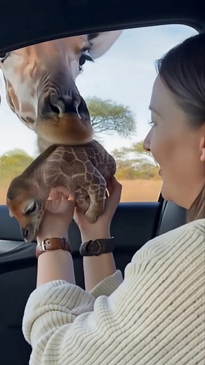 4K views · 13 reactions | “POV: A Giraffe Pulls Up to Say HELLO 漣” #SafariSurprise #GiraffeCloseUp #WildlifeWOW #FunnyReels #UnexpectedVisitors #ViralSafari | Spacefunk | Facebook