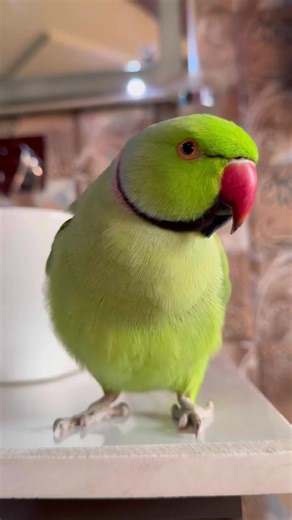 Stunningly Beautiful Parrots