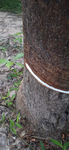 #ยายเพ็ญคนสู้ชีวิต #อยากขี้เกียจลองเบิ่งยุเด้