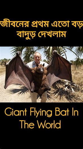 Largest Flying Bat In World #flyingbat #bat #biggest #rare #videochallenge | Jannati Noor