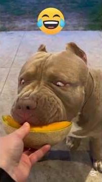 Funny Animals Compilation 😂 | Try Not To Laugh Challenge (Best Cat & Dog Moments)