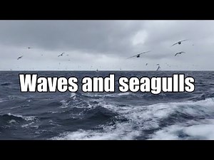 Soothing Seagull Sounds for Stress Relief