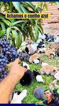 We found the blue rabbit #rabbit