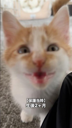 「ごはん〜♪」の鳴き声の変化ww #猫 #cat #子ネコ