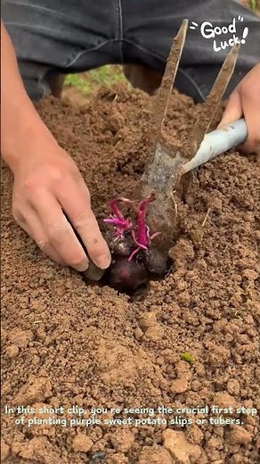 How to Plant Purple Sweet Potatoes in Your Garden!