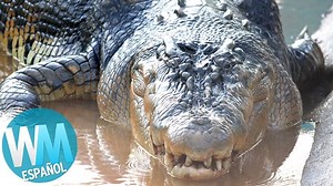 489K views · 778 shares | No encontraras más grandes que estos  | WatchMojo Español | Facebook