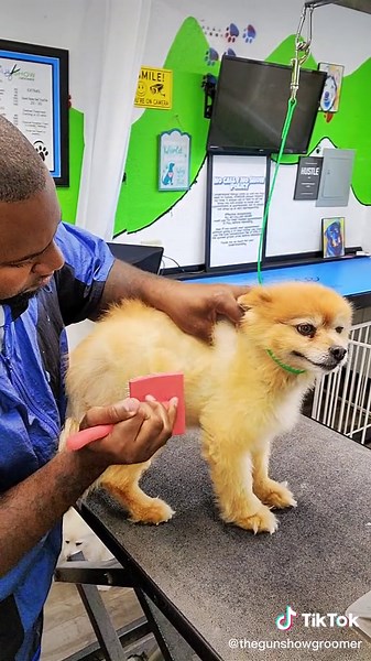 Pomeranian Coat Repair: Transforming a Damaged Coat with Proper Grooming