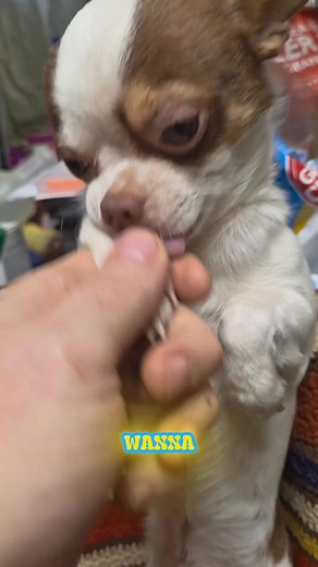 Poop in the Rain cute puppy dog video #cutepuppy #Chihuahua | Philip Chihuahua