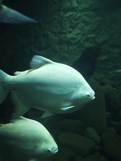 Explore the World of Aquariums: A Fish Lover's Guide