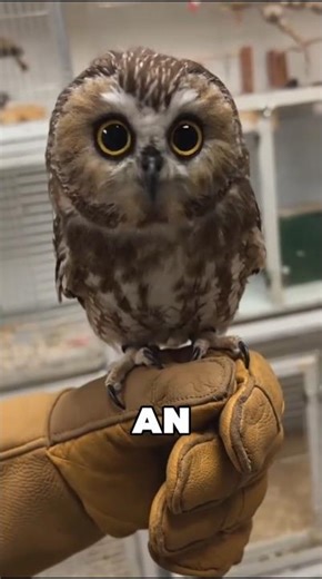 You Helped an Owl… But It Might Never Leave You Alone 😳🦉 #animals #wildlife #owls
