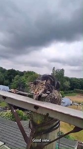 145K views · 3.1K reactions |  A ‘tail’ of nine lives – here’s the...