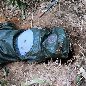 2.8K views · 55 reactions | Digging a wasp nest in a deep hole in 2 hours | Bees Reels | Facebook