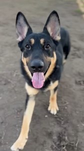 RADIO (1209640) ***In the shelter since SEPTEMBER*** Who better to tell you about Radio then his biggest fan and advocate at the shelter - “Radio is my favorite. When he first came in, he was terrified and unsocialized with people. He wasn't good on a leash. I've done a lot of work with him. He's a good boy. We recently discovered fetch. He loves fetch. It has to be with the Kong squeaky tennis balls. I squeak it a couple times and then throw it. He loves to squeak it while he brings it back lol